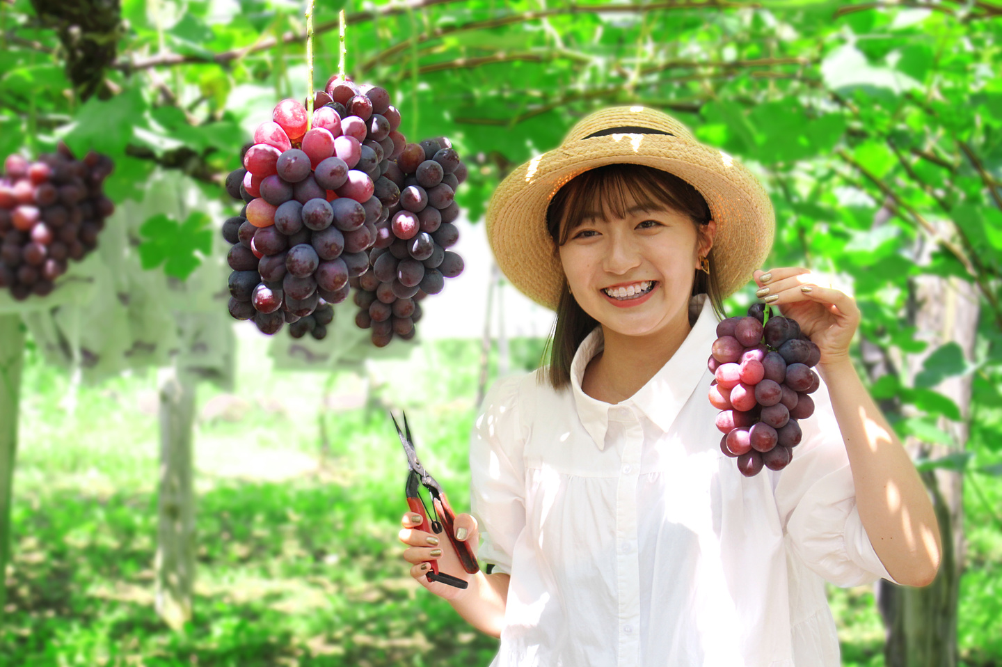 ぶどう狩り 大村市