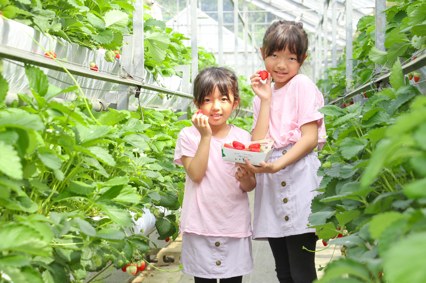 イチゴ狩り　大村市