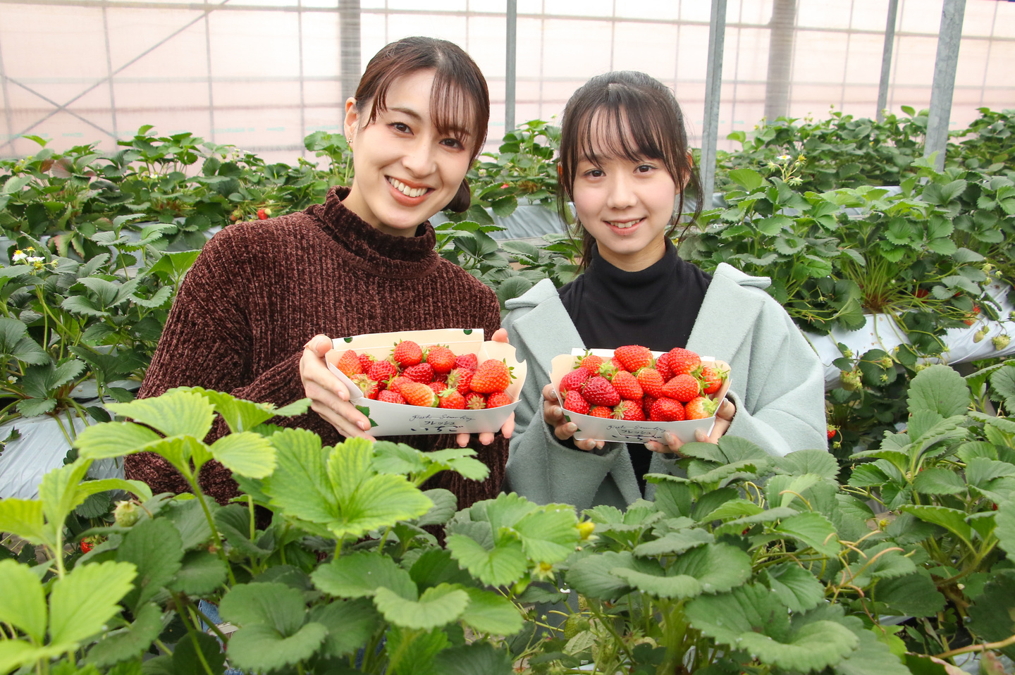 イチゴ狩り　大村市