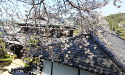 ぶどう倶楽部山田巨峰園桜木の宿